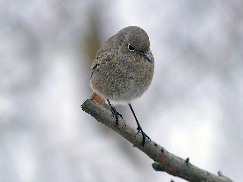 Il codirosso (Phoenicurus ochruros) dell''inverno